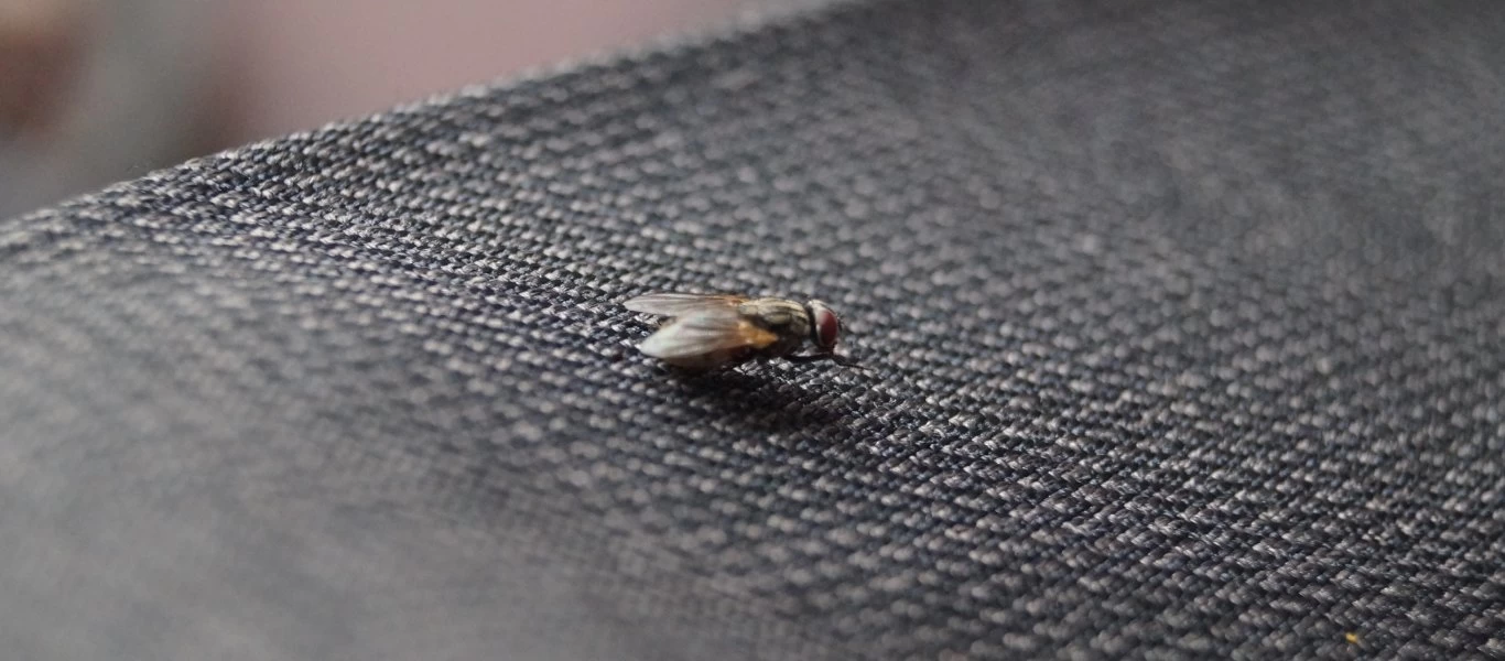 Γαλλία: Συνταξιούχος ανατίναξε μέρος του σπιτιού του κυνηγώντας μια μύγα